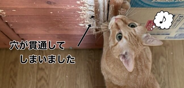 茶トラ猫がかじって開けた家具の穴を見上げている。吹き出しに音符が描かれている。