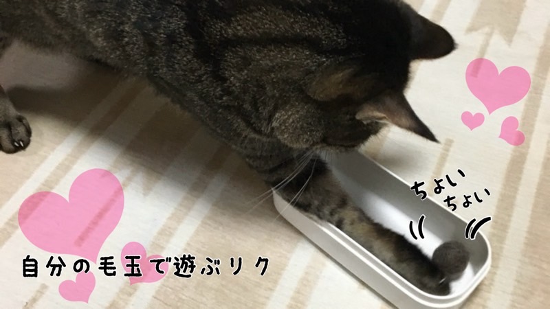 自分の毛玉で楽しそうに遊ぶ、ブラッシング後のキジ猫