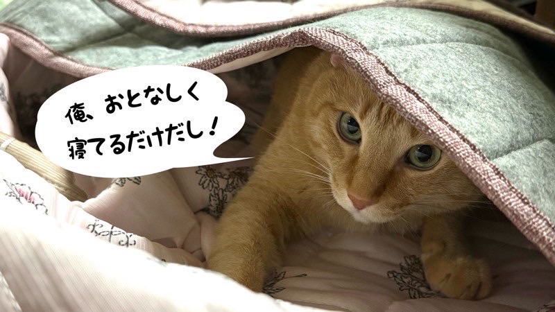 新しい敷物の下でおとなしく寝ているつもりの猫が顔を出す瞬間