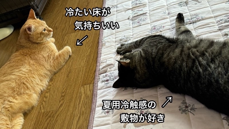 オレンジ色の猫とキジトラ猫が床に寝そべり「冷たい床が気持ちいい」と書かれた注釈付き