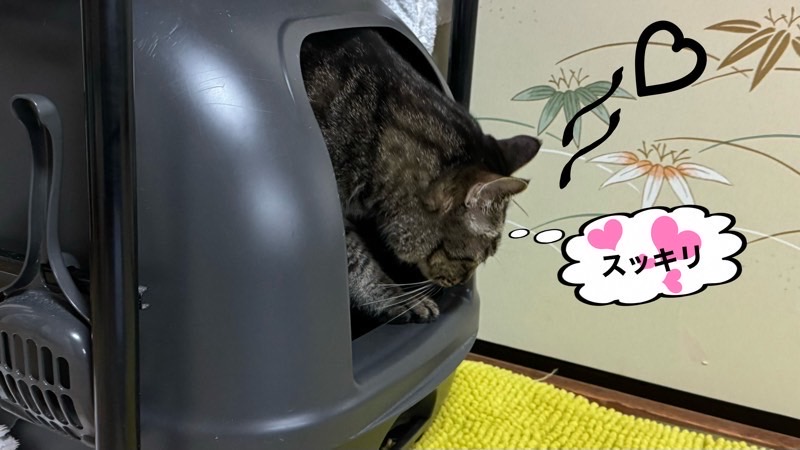 トイレから出て「スッキリ♪」と満足そうな表情を見せるキジトラ猫。ハートマークが可愛い。