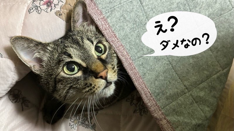 新しい敷物の下から顔を出し、不思議そうな表情をする猫