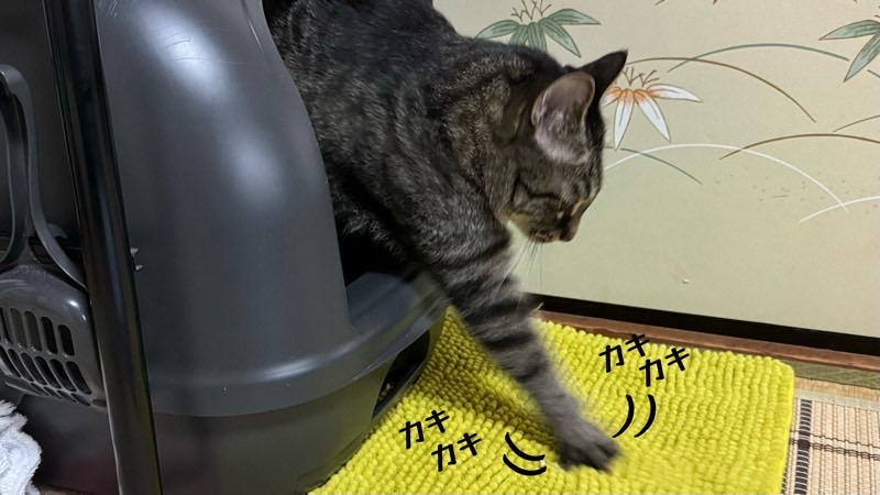トイレから出て前足でカーペットをカキカキするキジトラ猫。見当違いなところに砂かけしているような仕草。