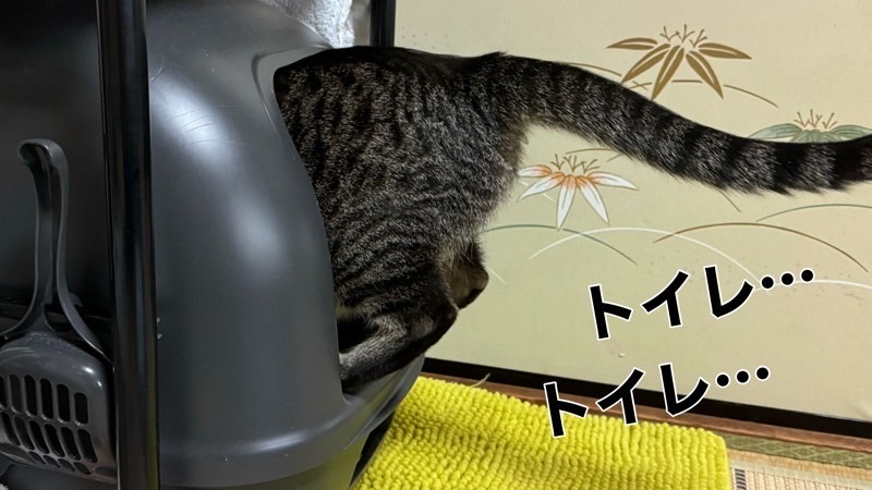 黒いフード付きトイレに入るキジトラ猫の後ろ姿。「トイレ…トイレ…」と集中している様子。
