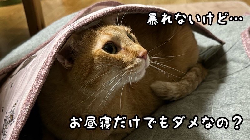 新しい敷物の下に潜ってお昼寝をするつもりだった猫のリラックスした姿