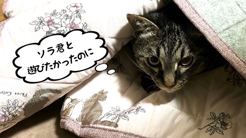 新しい敷物の下に潜りながら、遊びたそうな表情を見せる猫