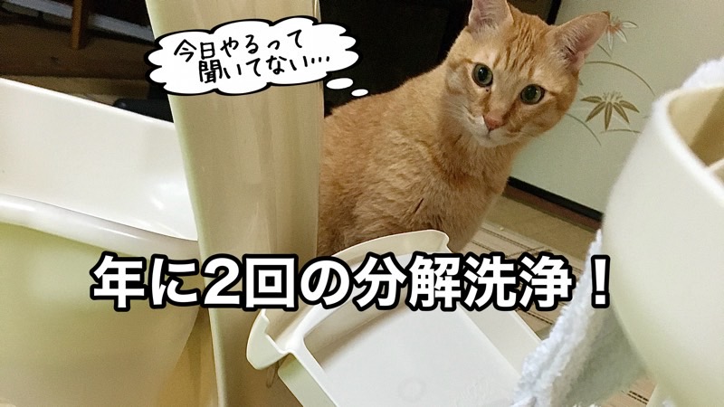 「今日やるって聞いてない…」と不満げな表情をする茶トラ猫。飼い主が猫トイレを分解洗浄している最中のコミカルな一枚。