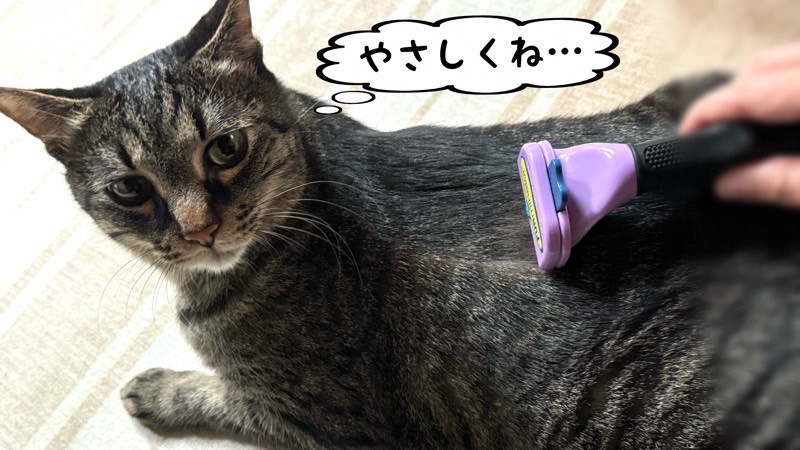 ファーミネーターで背中をブラッシングされ「やさしくして」とお願いする猫の表情