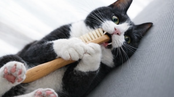 ブラシを噛んで、遊び道具にしてしまう猫のリアルな反応