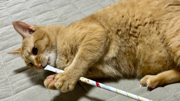 床に寝転びながら丸めた広告を齧って遊ぶ茶トラ猫。くつろぎつつも好奇心が残るリラックスタイムの様子。