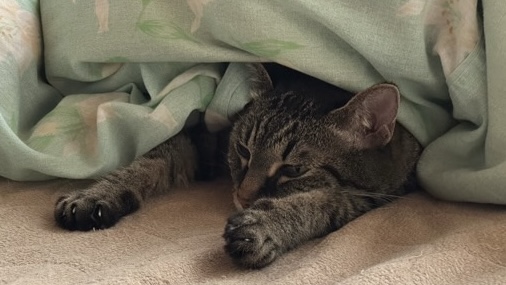 布団の中に潜りこみ、前足を伸ばしてくつろぐ猫のリラックスした様子