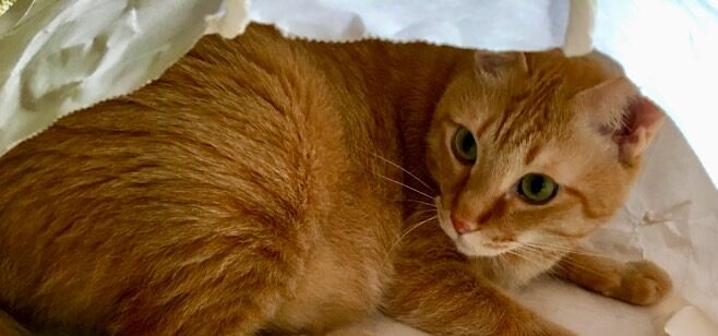 紙袋の中でくつろぎながら、安心した表情を見せる猫