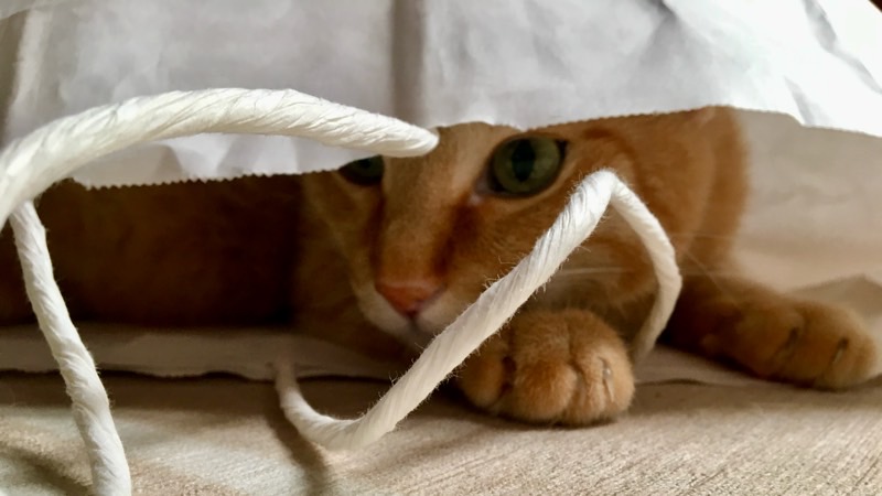 紙袋の中に入り、前足を出して様子をうかがう猫