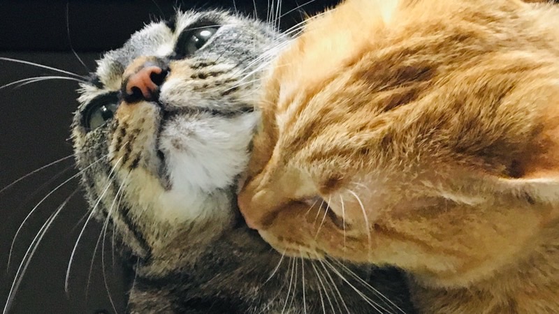 顔を近づけて首を軽く噛む猫。本気にならない同居猫のやり取り