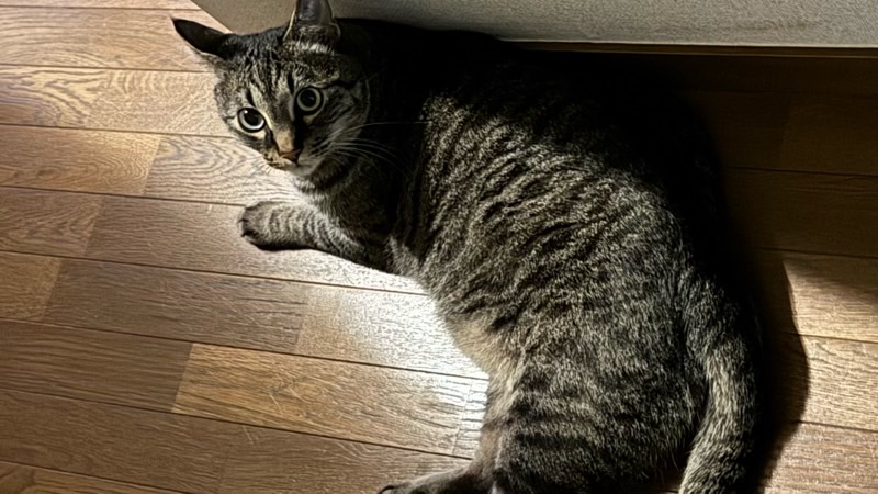 フローリングの上で涼んでこちらを見ているキジトラ猫