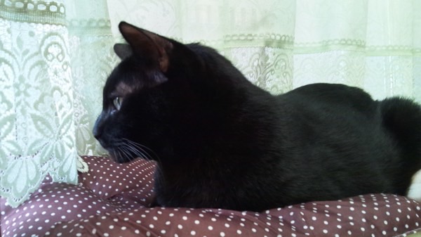 クッションの上で香箱座りをしながら外を眺める黒猫。静かにくつろぐ落ち着いた表情。