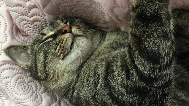 キルトの上で仰向けになり、前足を上げて熟睡しているキジトラ猫。無防備でリラックスした寝姿。