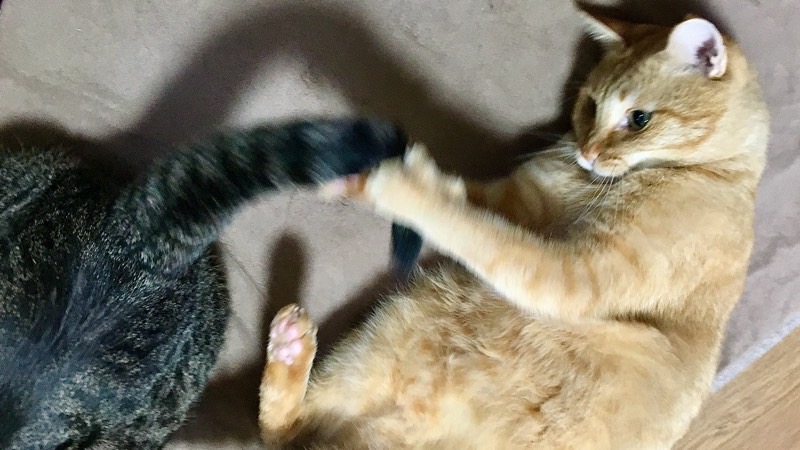 横になったまま相手の尻尾で遊ぶ同居猫。力加減を理解した猫同士の遊び