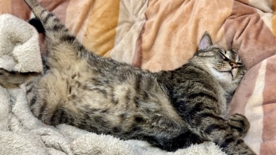 毛布の上でお腹を出して横向きに眠るキジトラ猫。体を伸ばした安心感のある寝姿。