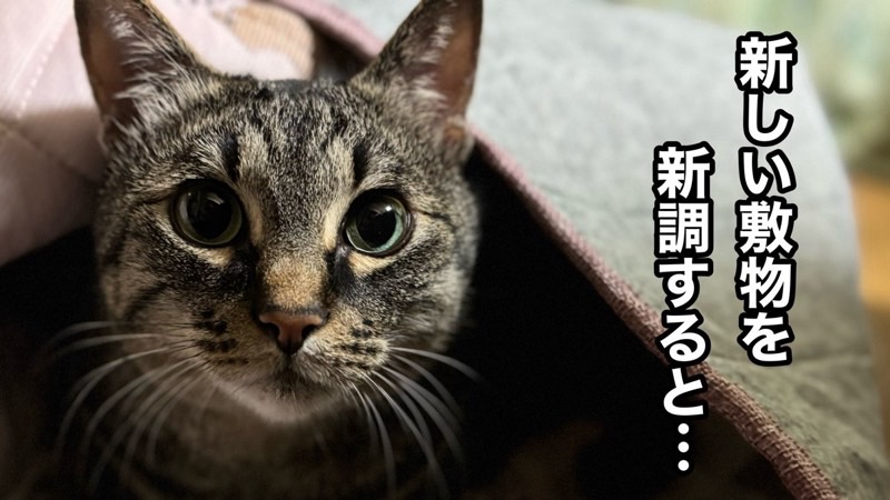 新しい敷物の下に入り、様子をうかがう猫のアップ写真