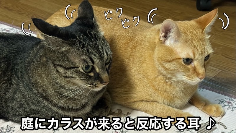 庭に来たカラスの鳴き声に反応して耳をピクピク動かす2匹の猫。