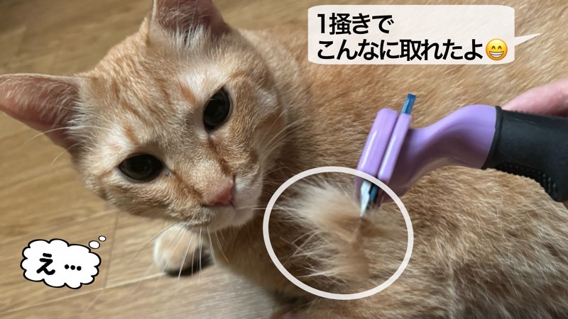 1回のブラッシングで抜け毛が目に見えて取れ、驚いた表情をする茶トラ猫