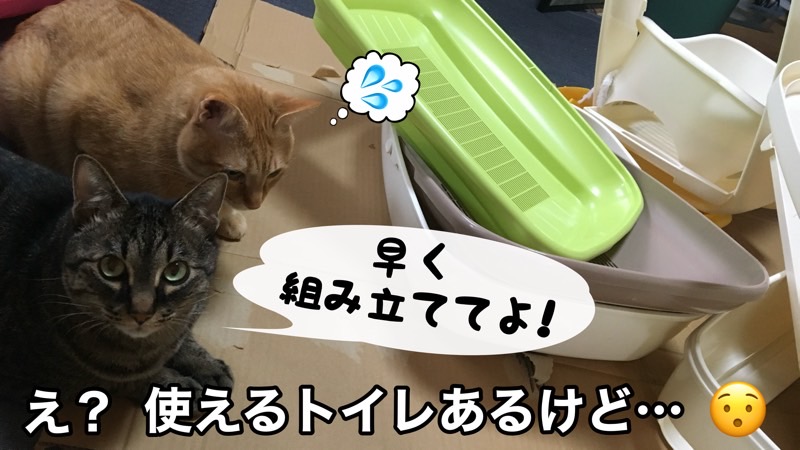 「早く組み立ててよ！」と焦る猫たち。後ろには洗って乾かし中のトイレ。ユーモラスなやり取りが楽しい。