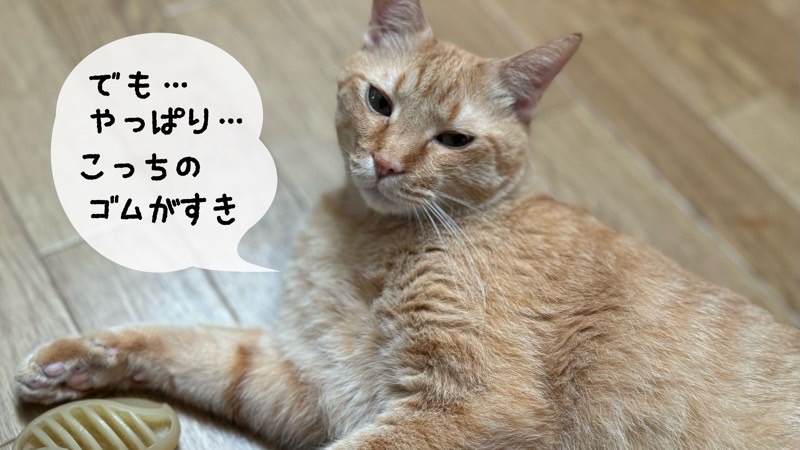 抜け毛は取れるが、やはりゴムブラシの方が好きそうな表情を見せる茶トラ猫