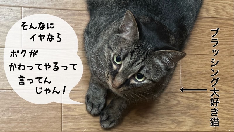 ブラッシングが嫌なら自分が代わると訴える、ブラッシング好きなキジ猫