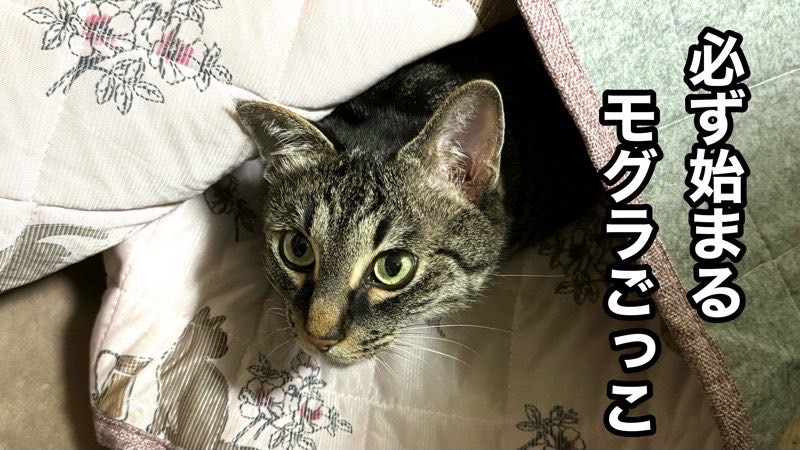 新しい敷物の下に潜り、調査するように顔を出す猫