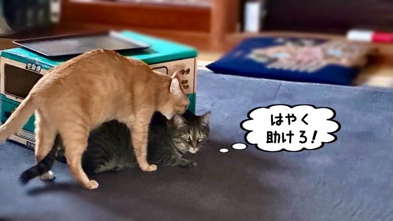 一方的に押さえつけられる猫。本気のケンカに発展しやすい少し危険な状況
