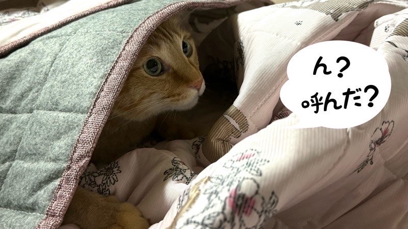 新しい敷物の中に隠れ、こちらの呼びかけに反応する猫の様子