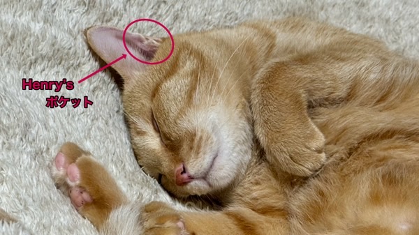 寝転がった猫の耳にある「Henry’sポケット（ヘンリーズポケット）」を示した写真。