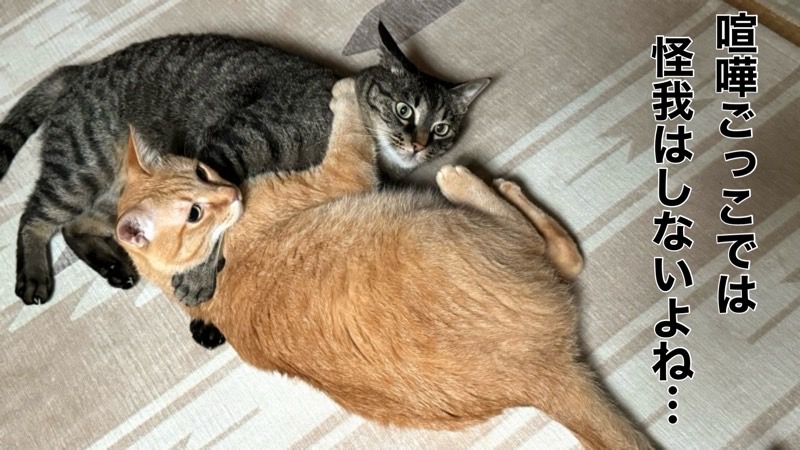 声を上げながらも密着している同居猫たち。本気ではないケンカの距離感