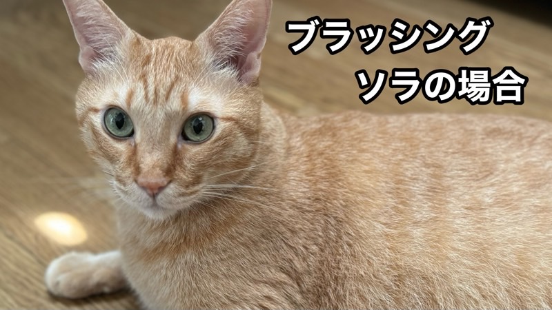 ブラッシング前の茶トラ猫(ソラ)が床で警戒しながらこちらを見る様子