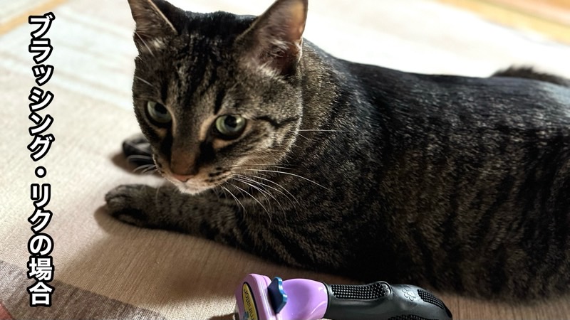 ブラッシング前にリラックスした様子を見せるキジ猫と手元に置かれたブラシ