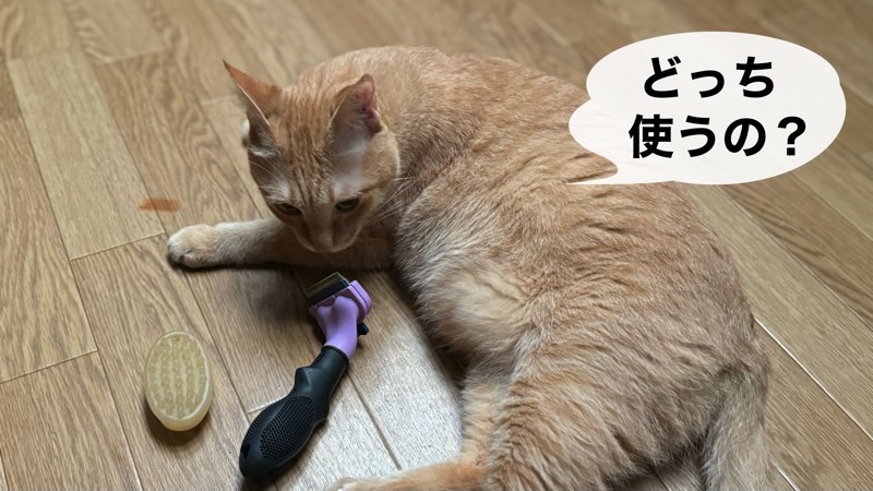 2種類のブラシを前にして、どちらを使われるのか気にしている様子のソラ