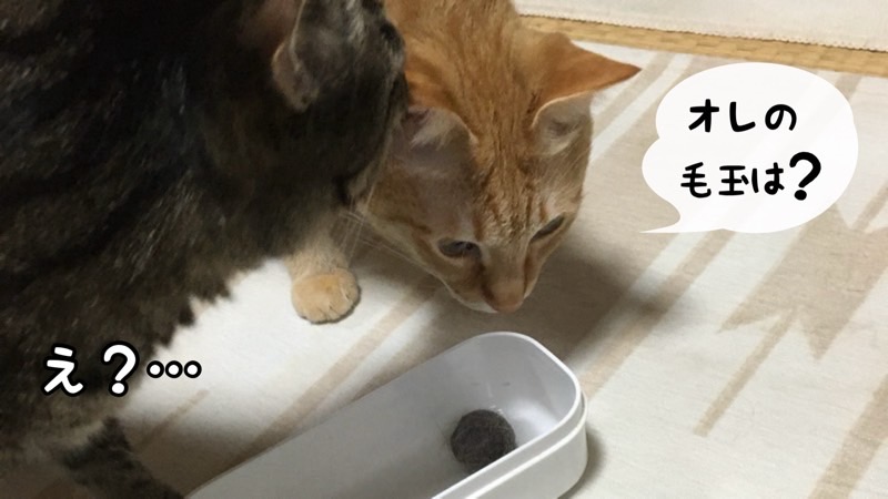 毛玉ボールを前にして「オレの毛玉は?」と覗き込む2匹の猫のやり取りの様子