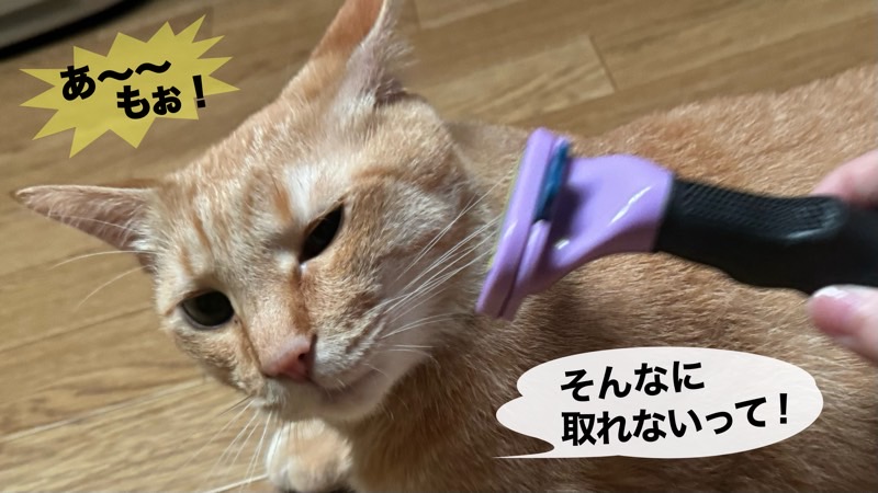 ファーミネーターを使われて不満そうな表情を見せる、ブラッシングが苦手な茶トラ猫