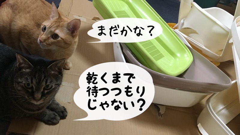 茶トラとキジトラの猫が並んで座り、「まだかな？」「乾くまで待つつもりじゃない？」と話しているコミカルな場面。