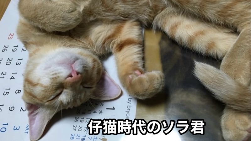 カレンダーの上でへそ天になって眠る茶トラの子猫。仔猫時代の無邪気で深い眠りの様子。
