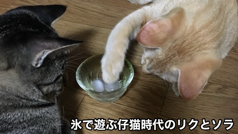 ガラスの器に入った氷を前足でつついて遊ぶ、仔猫時代のリクとソラの可愛いシーン。