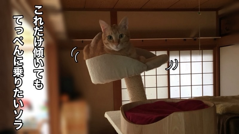 キャットタワーの上でバランスを取りながらくつろぐ猫。高い場所から部屋を見渡す猫の行動