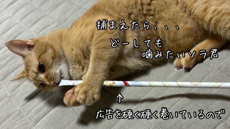 固く巻いた広告の棒を捕まえ、どうしても噛みたい茶トラ猫が夢中でカミカミしている様子