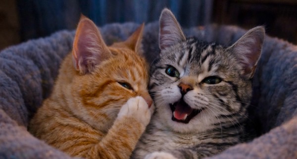 猫ベッドの中で寄り添う2匹の子猫。猫ベッドの使用感に満足して一緒に落ち着く猫たちの様子