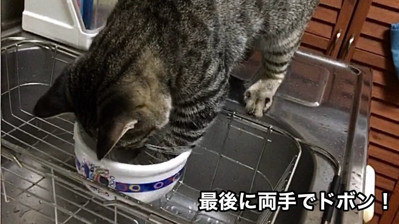 器の水に両前足をドボンと入れて、水遊びに夢中になっている猫の面白い瞬間。