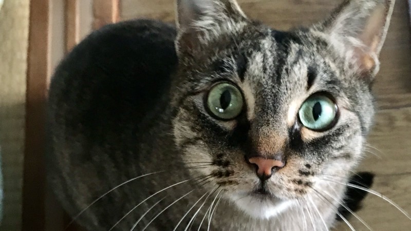 暗がりでもしっかりと目が見えている猫の顔。暗所視能力の高さを表現した一枚。