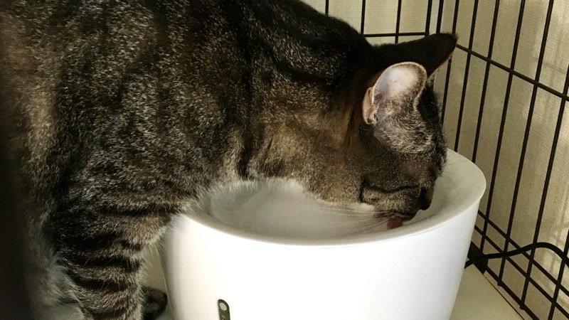 白い自動給水器から流れる新鮮な水を、顔を近づけて飲んでいる猫の姿。