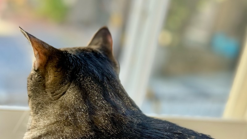 朝の光が差し込む窓辺で外を眺める猫。薄明薄暮性の猫が周囲の気配を感じ取っている様子。