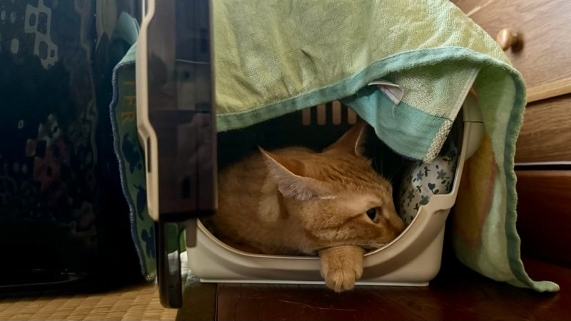 キャリーケースの中に入り込み、毛布をかけてくつろぐ茶トラ猫。狭い場所で安心して休む猫の習性